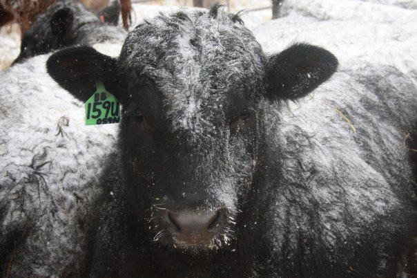 Trending Headlines: Shrinking cattle numbers, rising beef prices