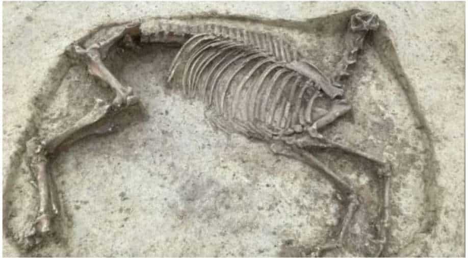 Burial of headless horse alongside a man creates mystery, Trending News | wionews.com