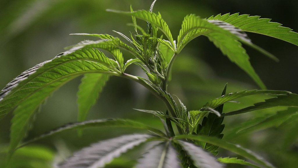 Legislature passes bill treating medical marijuana cards ‘like any other prescription’ – Deseret News