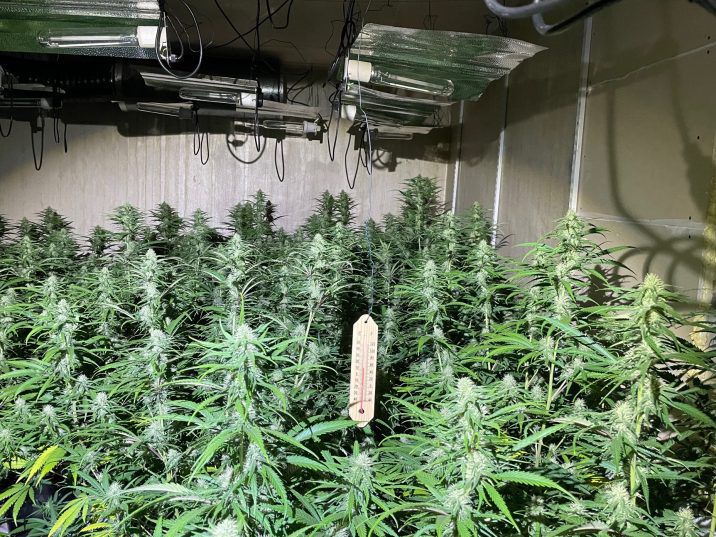 500-plant cannabis farm found on High Street | The Province