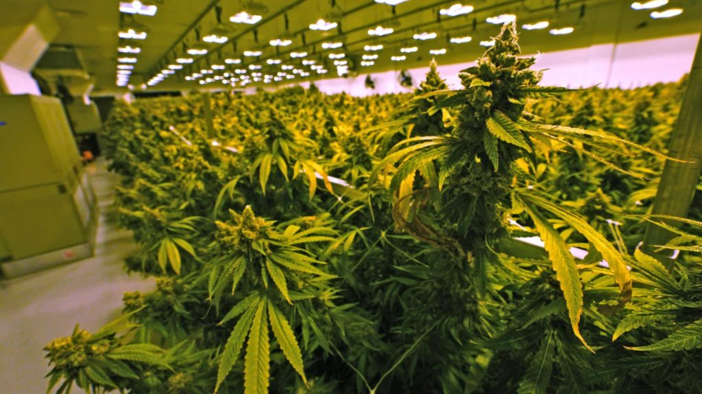 Too few CT recreational cannabis licenses, critics say – CT Insider
