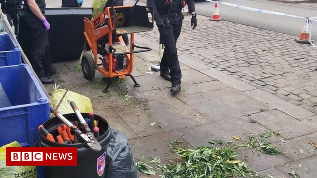 Colchester: Police shred cannabis plants on busy high street – BBC News
