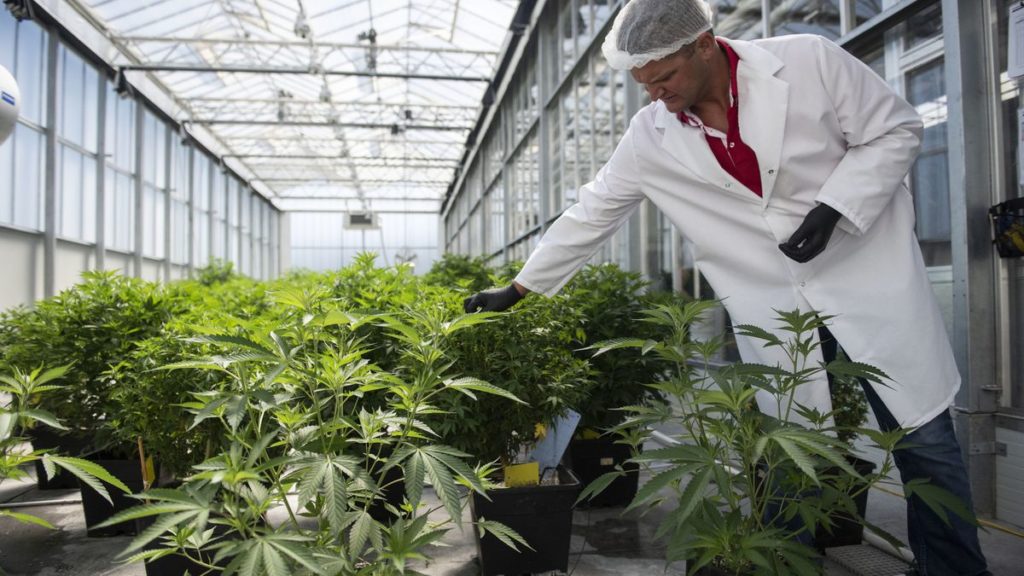 An equitable path to legalizing cannabis in Maryland | GUEST COMMENTARY – Baltimore Sun
