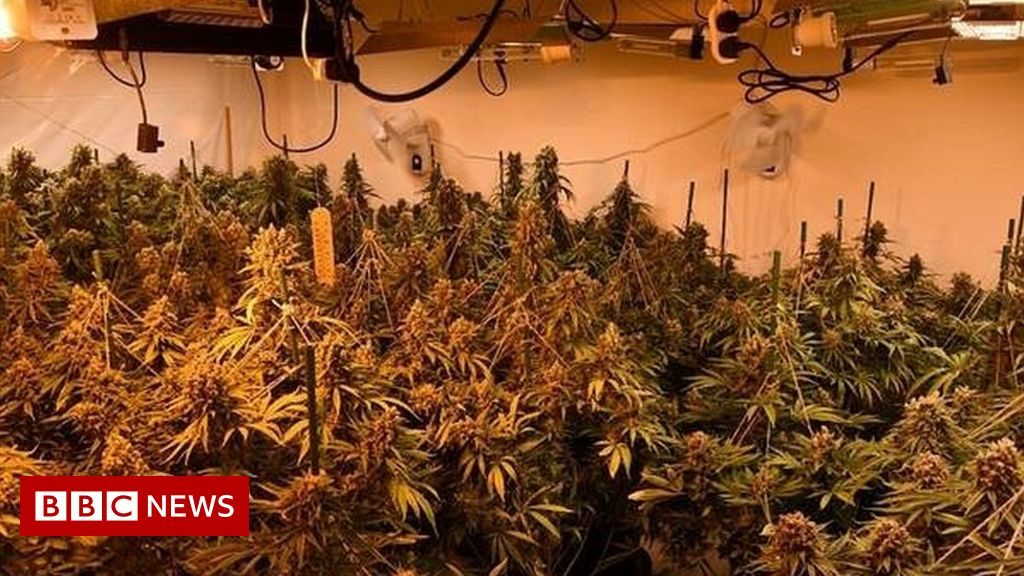 Cannabis seized from houses on same Nottingham street – BBC News