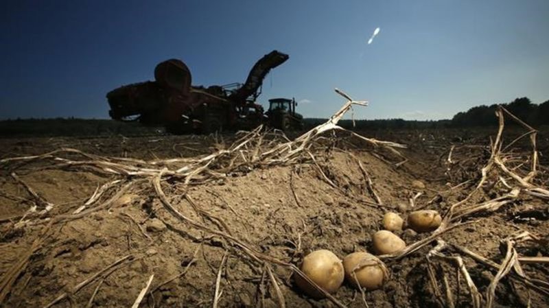 CFIA canned potato review irritates farmers and shows depths of government secrecy …