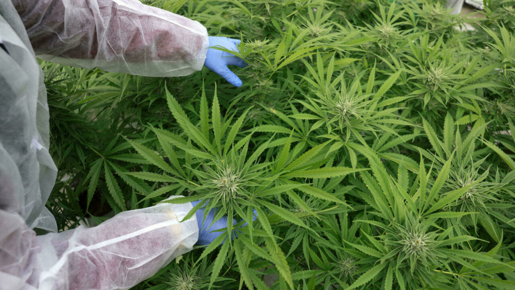 Israeli desert town aims to be medical ‘cannabis capital’ – France 24