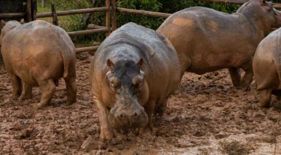 End of the road in Colombia for Escobar’s ‘cocaine’ hippos?, Trending News | wionews.com