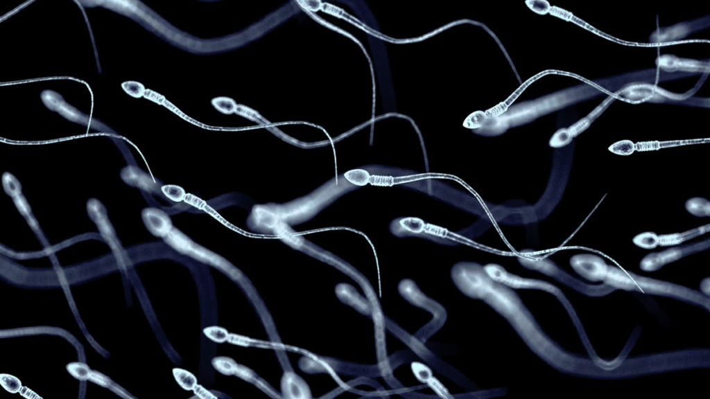 Trapping sperm in semen’s natural gel could lead to new contraceptive – WSU Insider