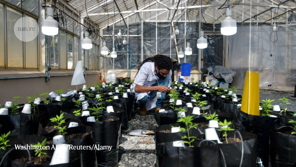 Weeding out the issues: preparing Brazil for cannabis growing – Nature