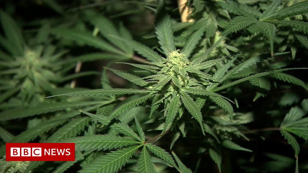 Isle of Man: Man caught growing cannabis plants at home fined £1,300 – BBC News