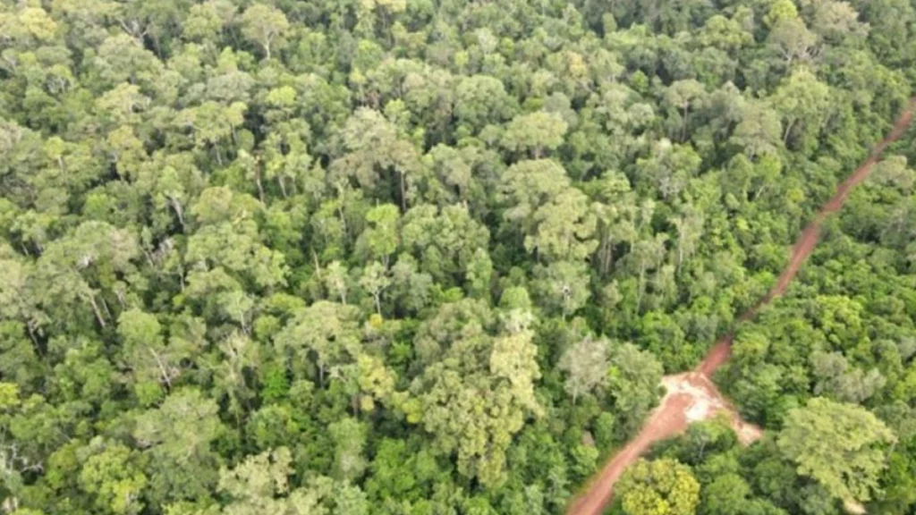 Cambodia looks toward carbon credits to fund forests – Nation Thailand