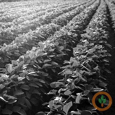 The soybean market rally is pressuring the acreage discussion for 2022 – Brownfield Ag News