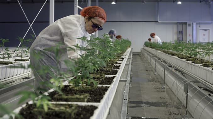 Aurora Cannabis Sales Drop 10%, But Beats Estimates – Green Market Report