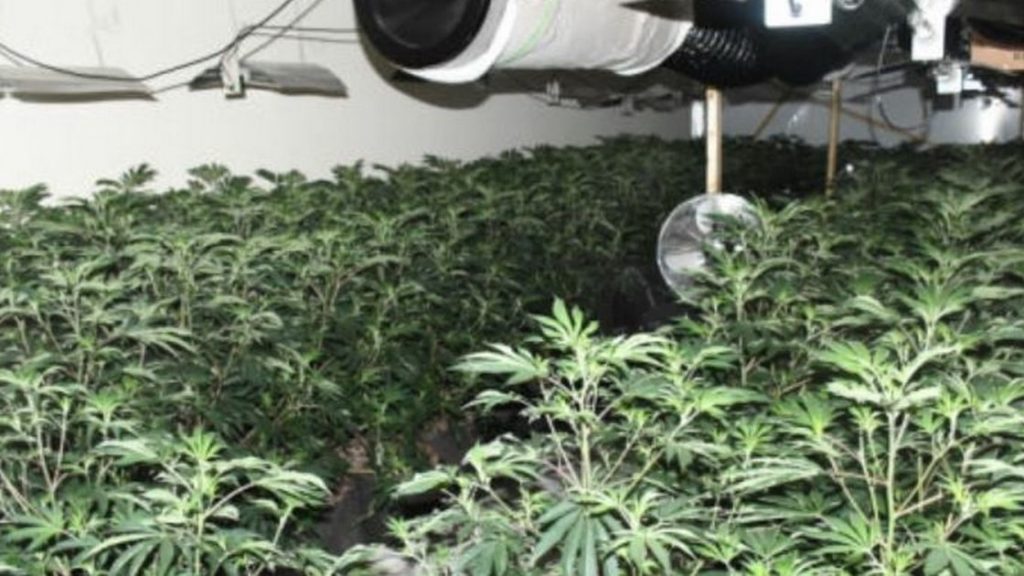 Gang behind huge cannabis farm still at large more than a year later – Wales Online