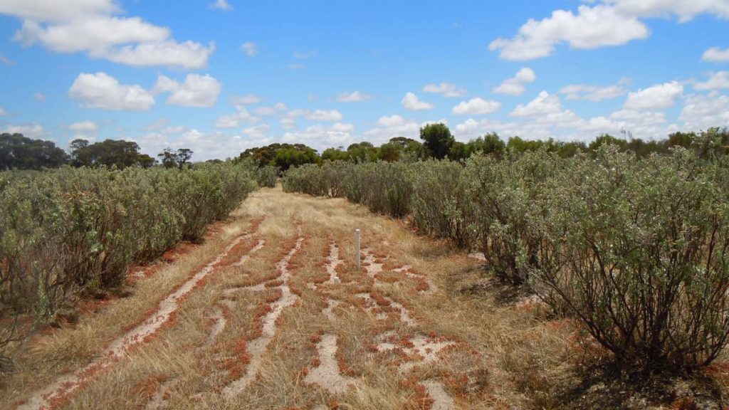 Saltbush could be a potential carbon focus | Farm Weekly | Western Australia