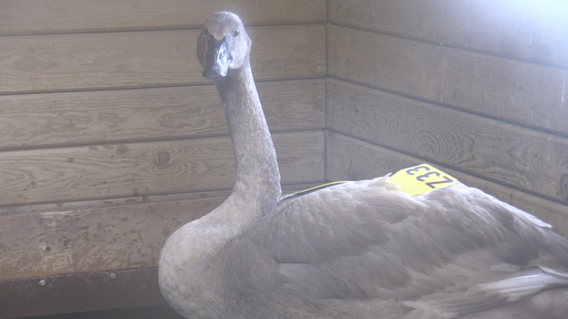 Concerning trend threatens the Trumpeter Swan population – CTV News Barrie