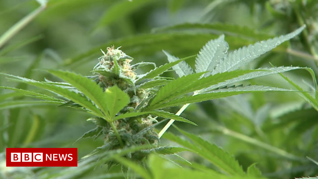 Medical cannabis on Isle of Man: Minister welcomes sector growth – BBC News