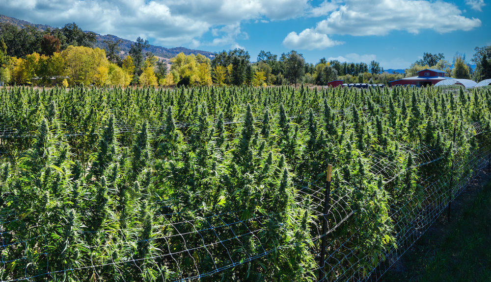 Why does Northern California’s craft cannabis face potential ruin? | Leafly