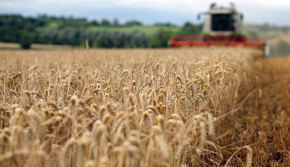 Canadian farmers face volatility as war in Ukraine creates swings in global market for grains …