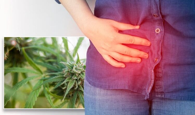 Medicinal Cannabis: The plant could be used to treat Crohn’s disease and other conditions