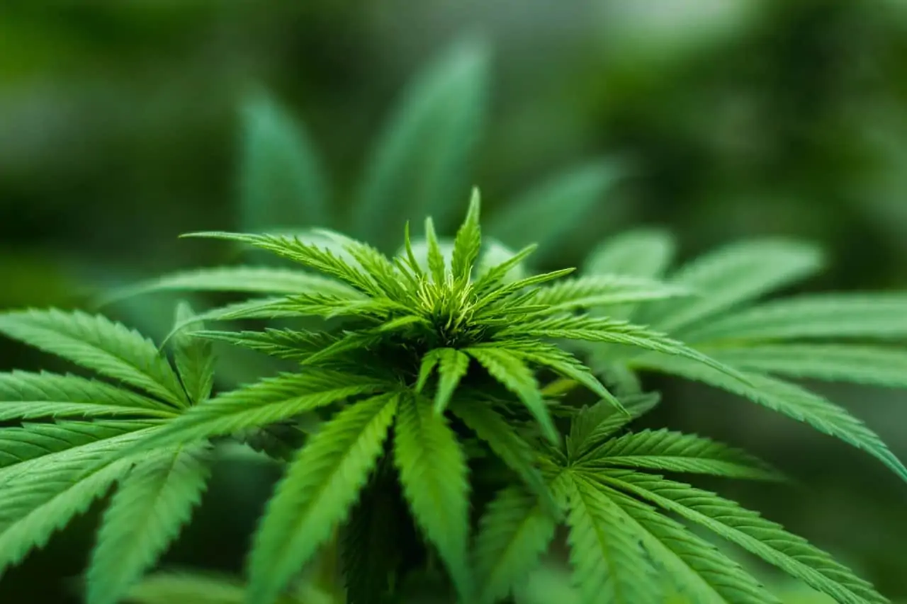 Cannabis shops could soon open in Oakville | inHalton – insauga