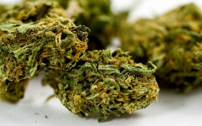 CK cannabis grower expanding, adding more jobs – BlackburnNews.com