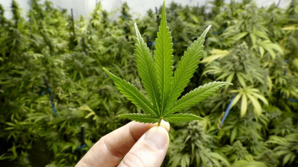 Ministry of Health approves cannabis flower for chronic pain in New Zealand | Newshub