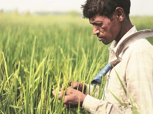 Indian farmers can now trade in carbon credits to boost income | Business Standard News