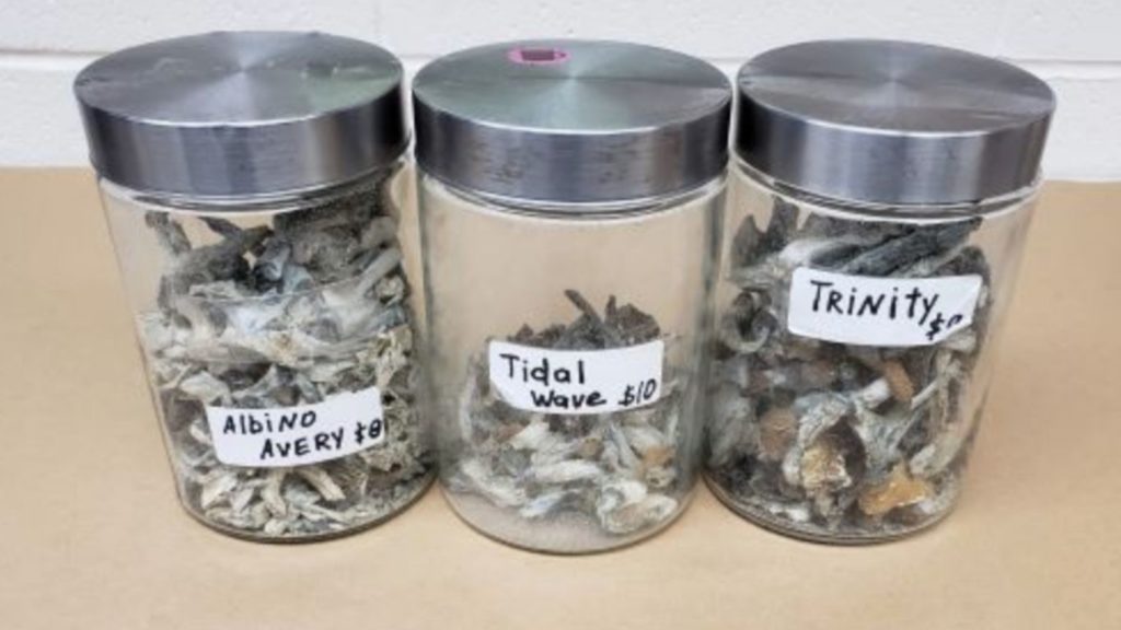 Cannabis, psilocybin, suspected MDMA seized from unlicensed store in Burnaby, BC – StratCann