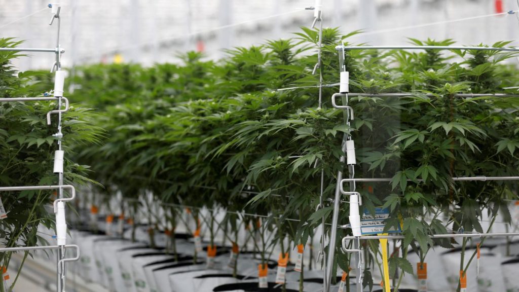 Cannabis producer Tilray acquires US$211-million in Hexo debt – The Globe and Mail