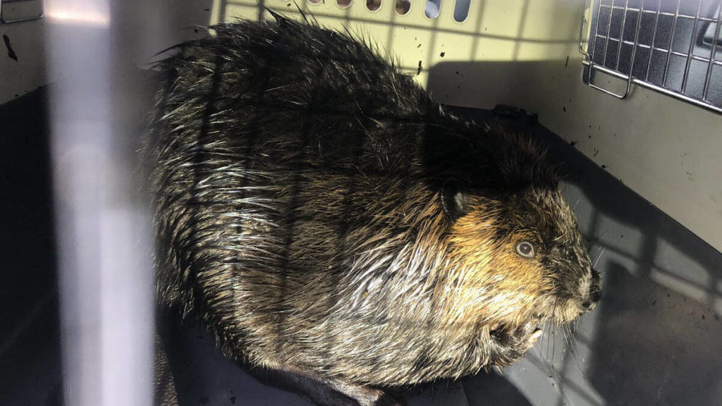 BC Mounties rescue ‘very tired’ beaver along ocean shoreline – Nanaimo News Bulletin