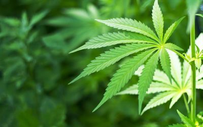 High Ride Inc. acquires local cannabis stores – Blackburn News