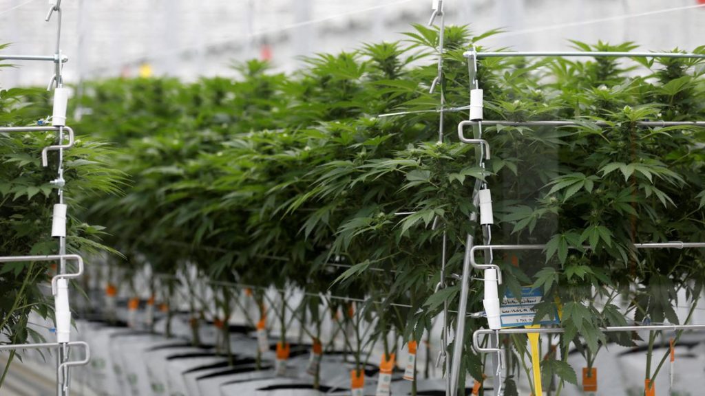 Five cannabis cases to watch in 2022 | Reuters