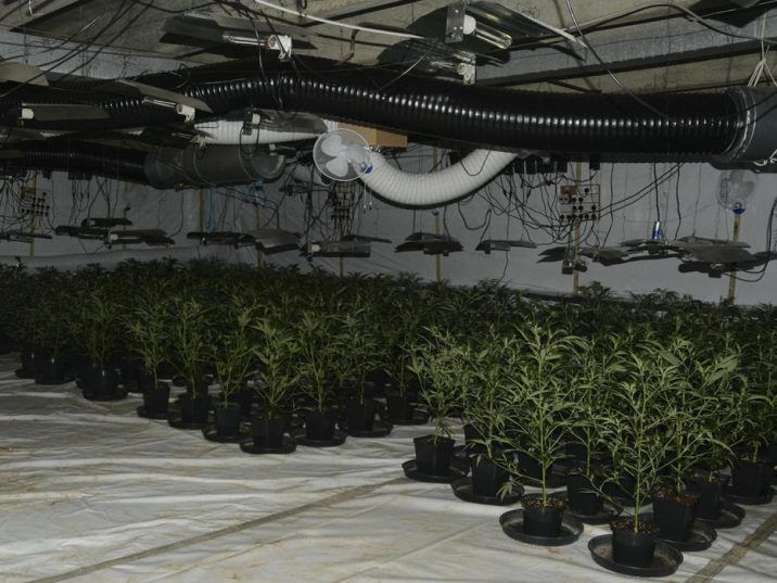 Cannabis farm with about 2,000 plants found in derelict building | Regina Leader Post