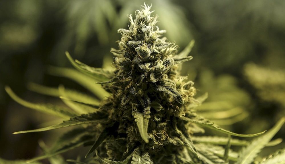 It’s ready, steady, grow as KZN sets up cannabis council – Mail & Guardian