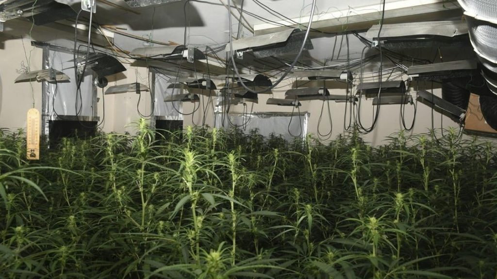 From nightclubs to bookies: The biggest cannabis farms raided by police in the North East …