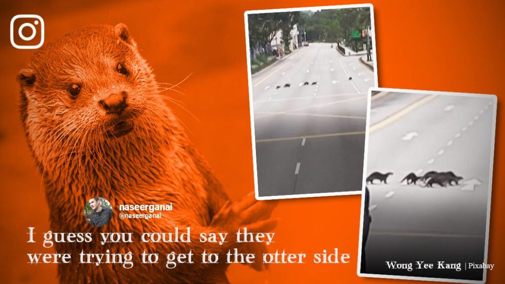 Watch: Police help otters cross road in Singapore | Trending News,The Indian Express