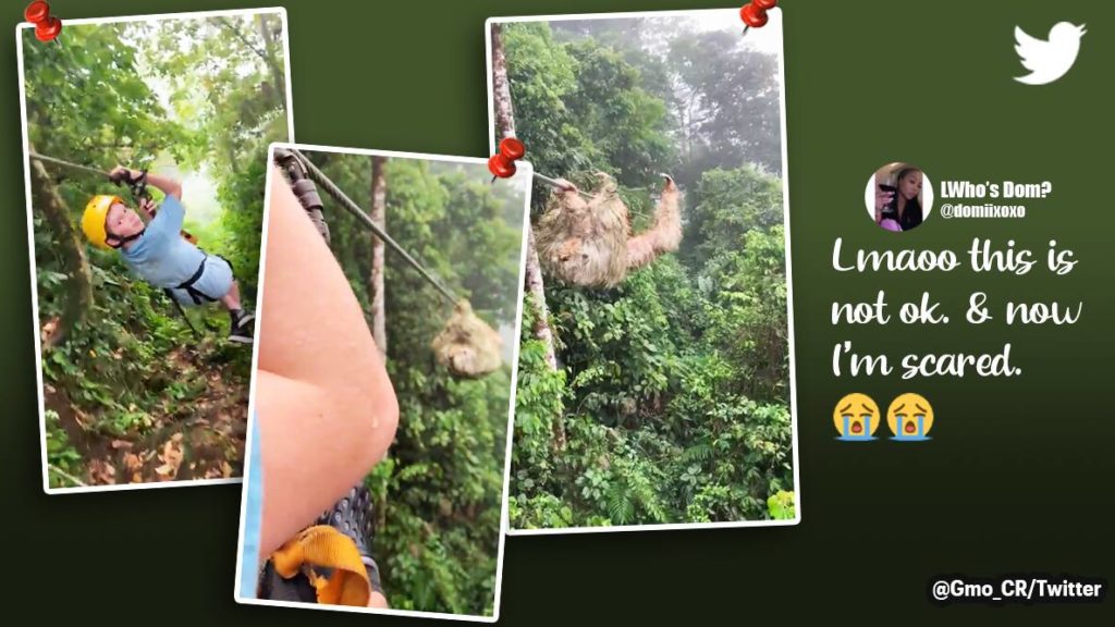 ‘Traffic jam in a jungle’: Sloth interrupts zip lining | Trending News,The Indian Express