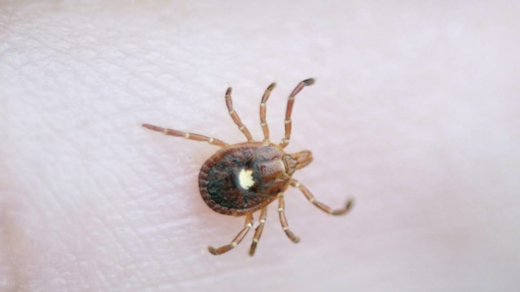 Ticks carrying rare virus found in several states – KIRO 7