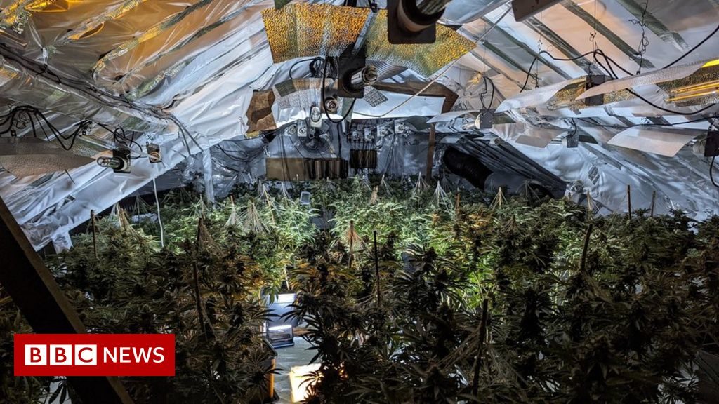 Police seize more than 100 cannabis plants in Exeter raid – BBC News