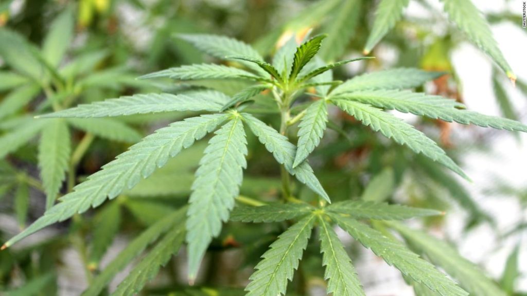 Medical marijuana use linked to cannabis disorder, study finds – CNN