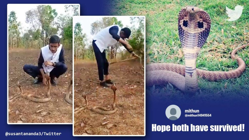 ‘Horrific way’: Watch man’s dangerous stunt with three cobras | Trending News,The Indian Express