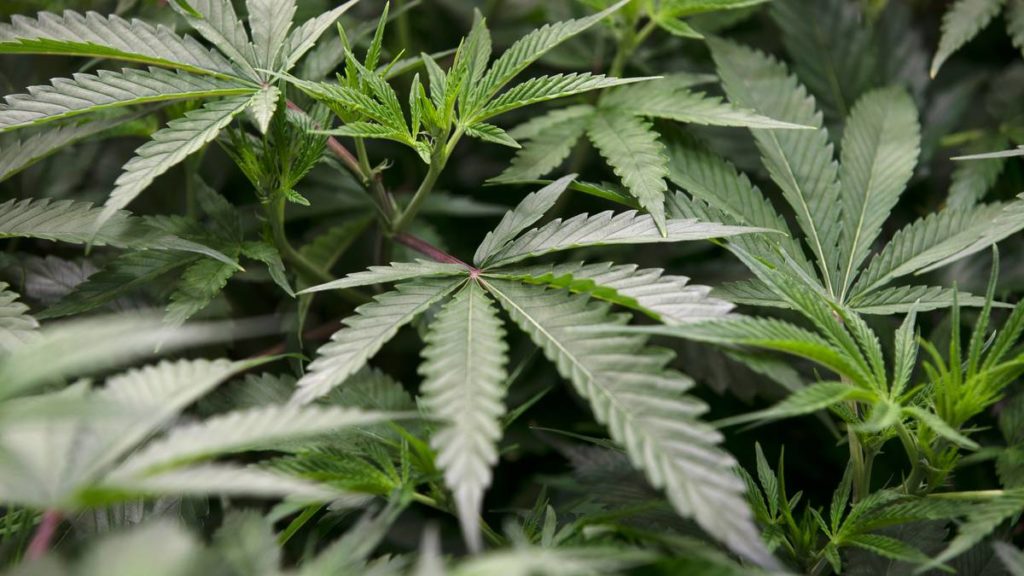 Drug dealer sold marijuana to high-school students to pay medical bills – NZ Herald
