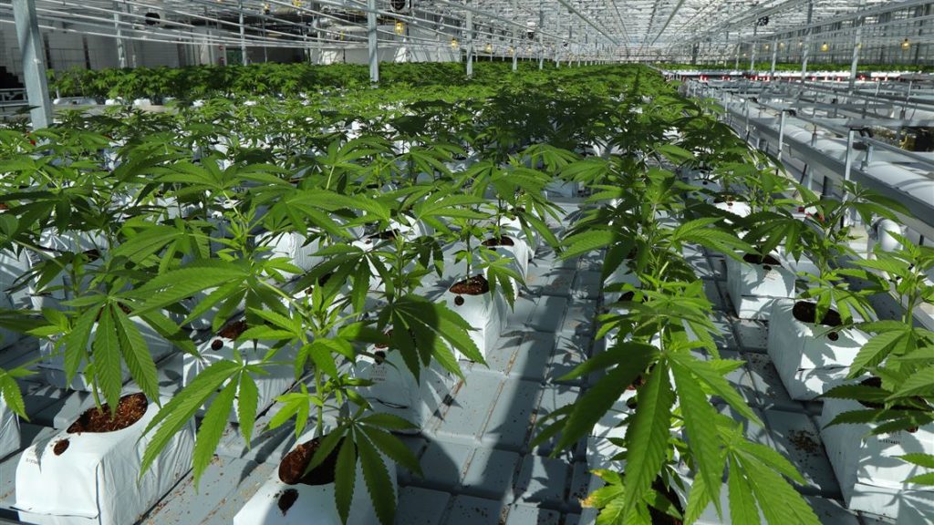 Pa. marijuana regulator decries stubbornly high retail prices for medical cannabis
