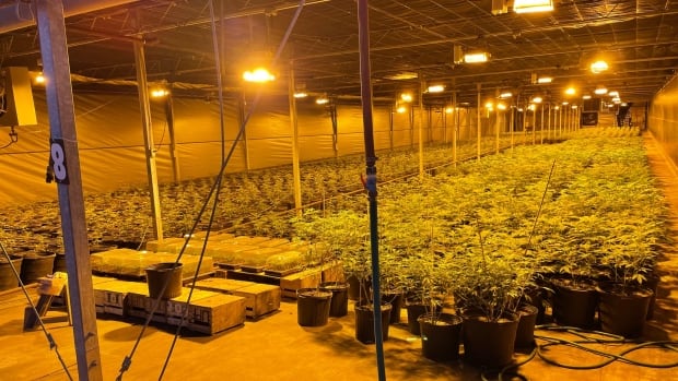 $4.5M worth of illegal cannabis seized in Leamington, say OPP | CBC News