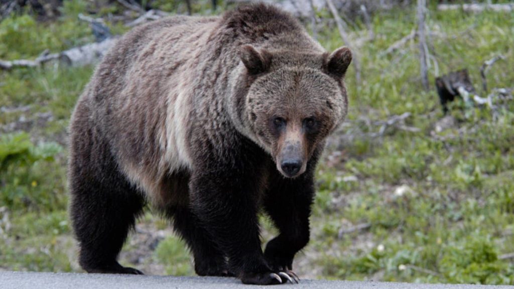Montana hiker dies in apparent grizzly attack, sheriff says – FOX23