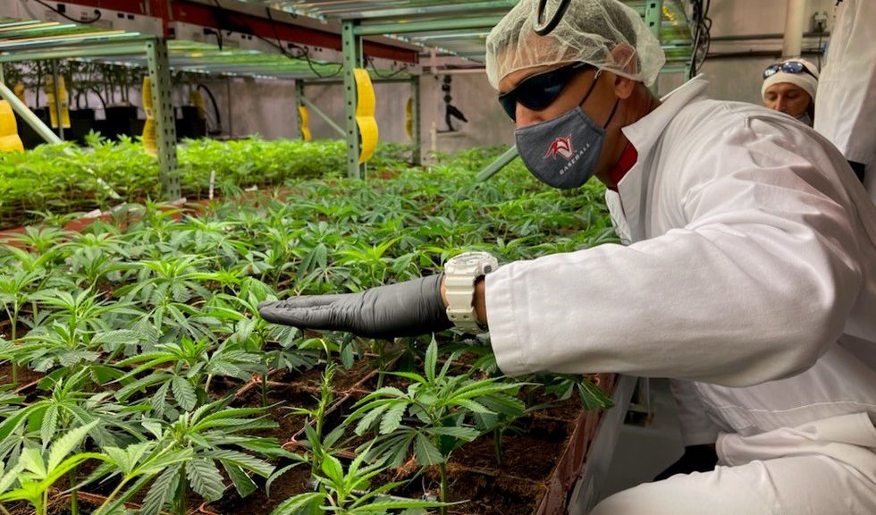 US Rep. Kai Kahele votes to decriminalize cannabis – Hawaii News Now