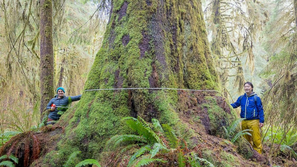 Logging company’s deferrals of old-growth jewels bittersweet, environmentalists say
