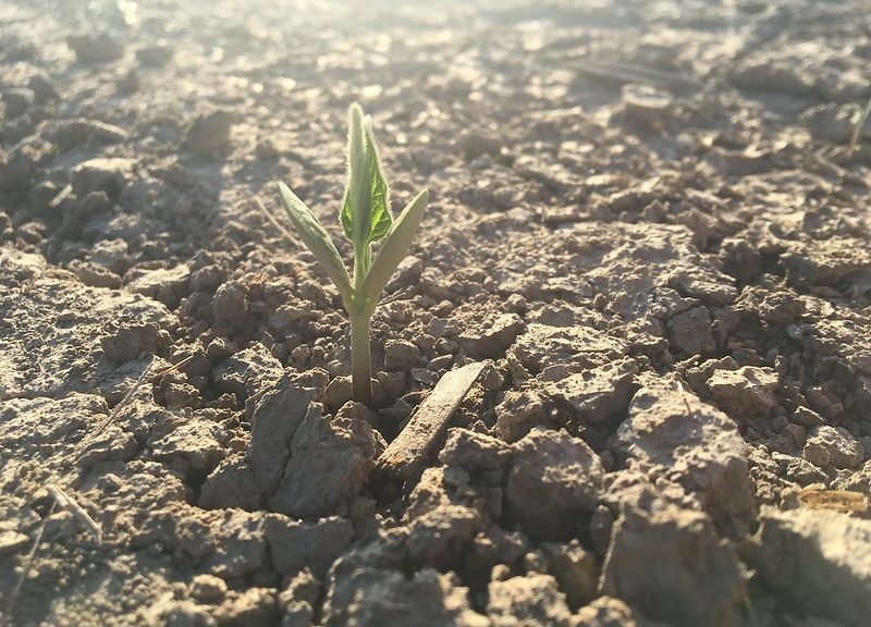 Carbon credit planning for soybean farmers – Brownfield Ag News
