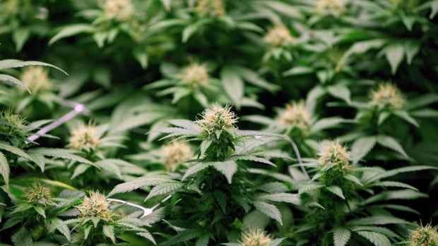 Winnipeg pushes medical cannabis grow-ops out of residential neighbourhoods | CBC News